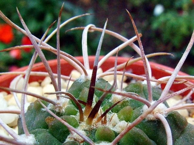 Gymnocalycium_ hossei _b3